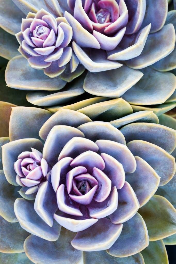 Succulents