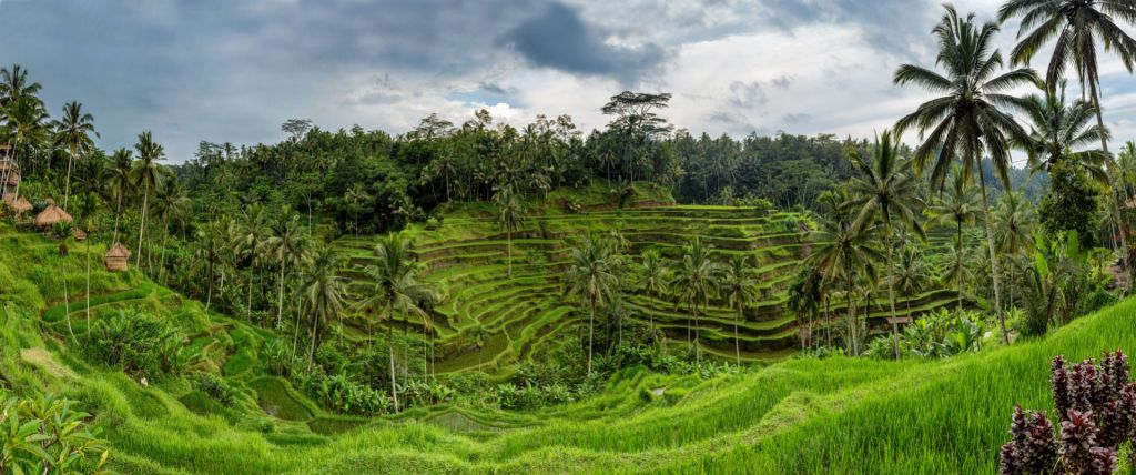 Les rizières thaïlandaises