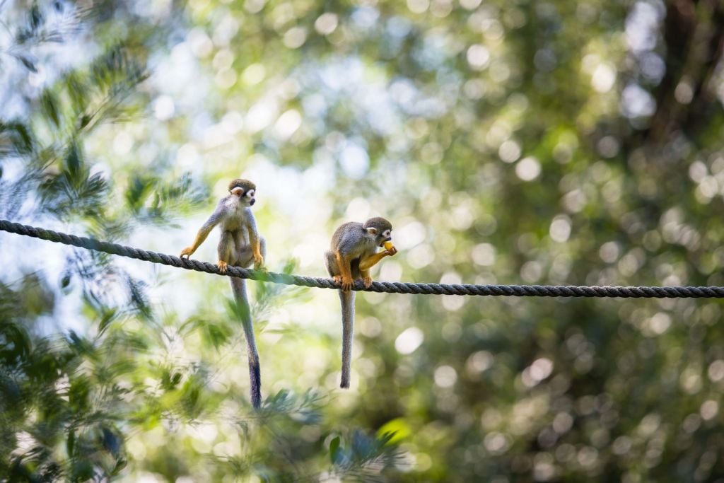 Singes écureuils sur corde