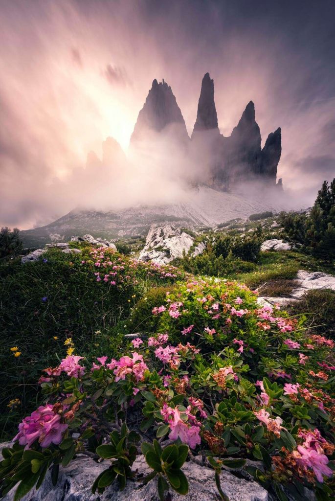 Beauté des fleurs dans les Dolomites